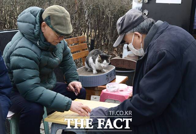 야웅이가 장기두는 어르신들 사이 전용석에 앉아 휴식을 취하고 있다.
