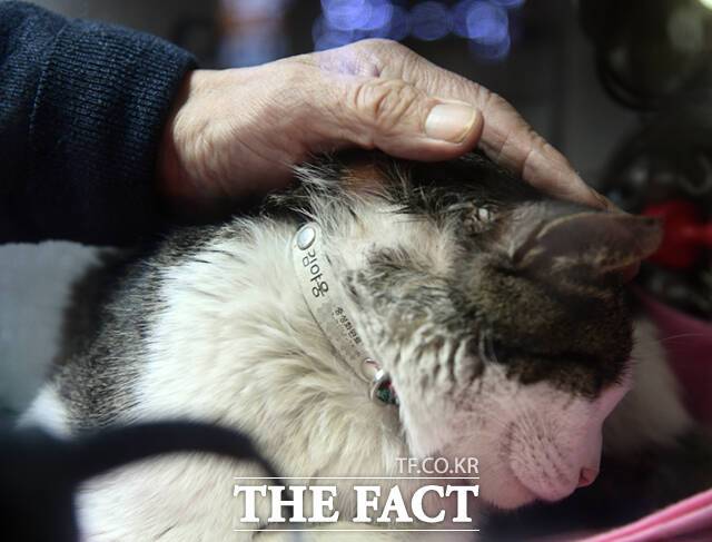 잠든 야웅이의 얼굴 한편이 어디서 다쳤는지 모를 상처로 인해 털이 듬성 듬성 비어있다.