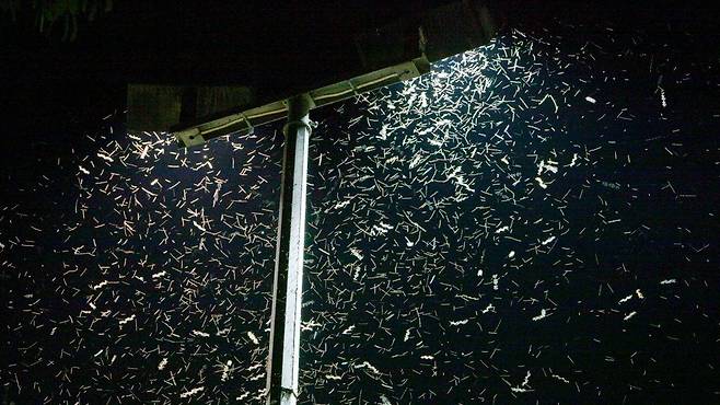 빛 공해는 곤충을 혼란스럽게 만들어 짝짓기와 수분, 포식자 회피 등  많은 행위에 지장을 줄 수 있다