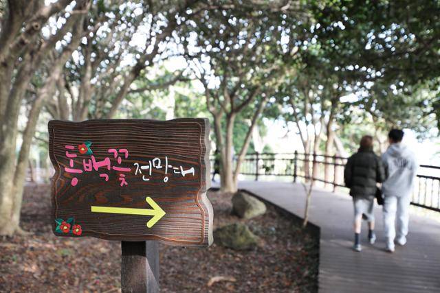 여수 오동도 동백은 지금이 절정이다. 특히 동백꽃 전망대 부근이 탐스럽다. ⓒ박준규