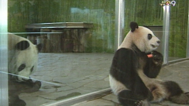 1996년 용인자연농원의 판다 밍밍과 리리