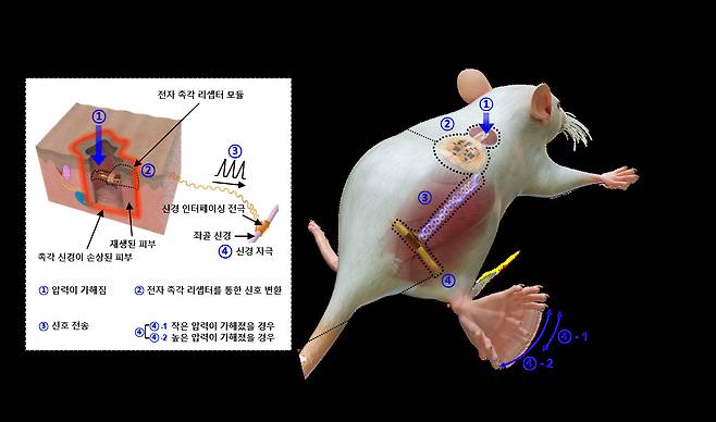 통합 디바이스를 통한 외부 자극의 신경 전달 메커니즘.[KIST 제공]