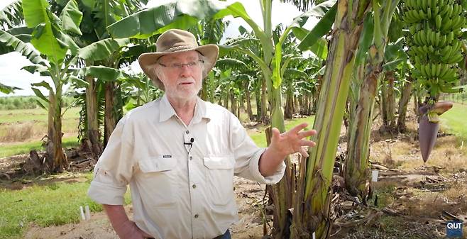 호주 퀸즐랜드 공대의 제임스 데일 교수는 25년 연구 끝에 TR4 곰팡이 저항성 유전자를 도입한 바나나를 개발했다./호주 퀸즐랜드 공대