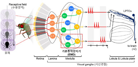 KAIST는 곤충 시신경의 시각 지능을 모사해 물체 움직임을 빠르고 높은 정확도로 감지할 수 있는 '지능형 동작인식 소자'를 개발했다.