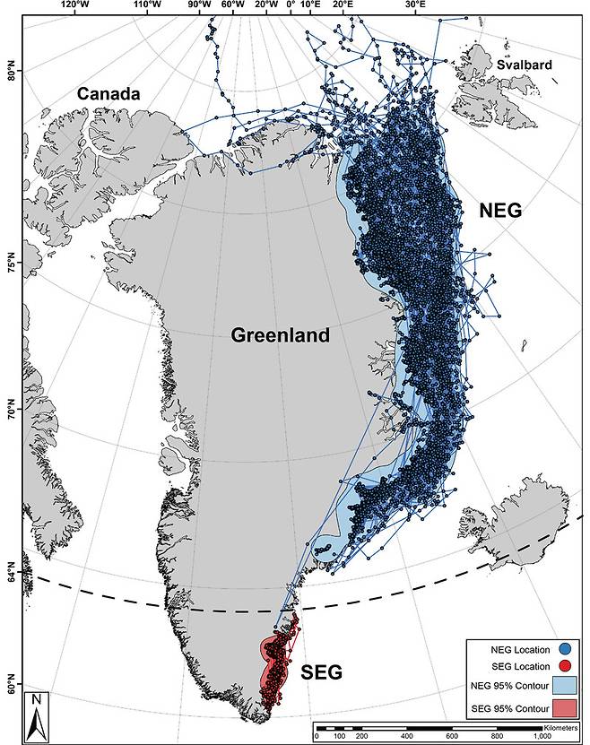그린란드 남동부 북극곰과 북동부 북극곰은 뚜렷이 구별되는 행동을 보인다. 파란색 선은 북동부 북극곰이 사냥을 위해 넓은 바다 얼음을 가로질러 여행한다는 것을 보여준다. 빨간색 선은 남동부 북극곰이 자신의 고향인 피오르드 근처에서만 제한적으로 움직이는 모습을 보여준다. (c)Laidre et al.Science