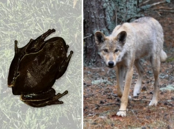 왼쪽은 체르노빌 원전사고 이후 개체 수가 많아진 검은 청개구리, 오른쪽은 암 저항 능력이 강한 것으로 확인된 돌연변이 늑대