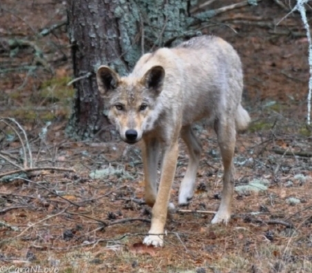 우크라이나 체르노빌 원전 출입 금지 구역에 서식하는 늑대. 미국 연구진은 이 늑대의 일부에게서 암세포에 저항하는 능력이 강한 돌연변이 유전자를 발견했다고 밝혔다