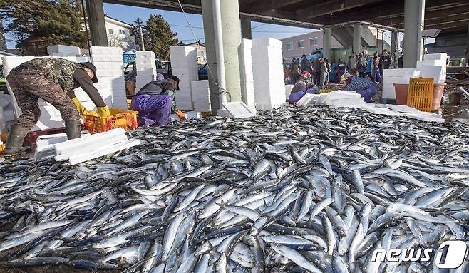 강원지역 청어 조업 현장.(자료사진)