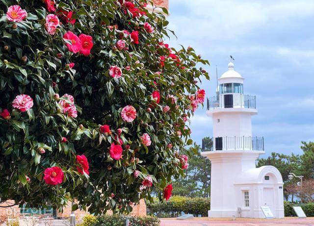 대왕암공원 울기등대 주변에 동백이 곱게 피어 있다.