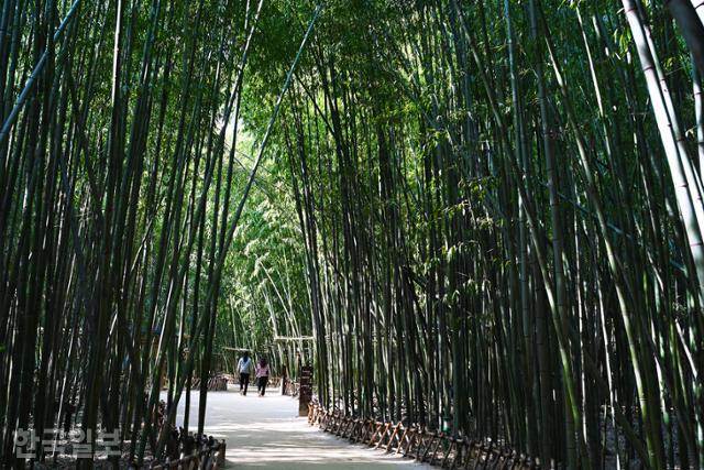 태화강국가정원 십리대숲에서 시민들이 여유롭게 산책을 즐기고 있다.