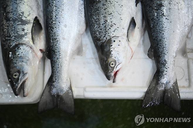 영국 런던의 어시장 [EPA 연합뉴스 자료사진. 재판매 및 DB 금지]
