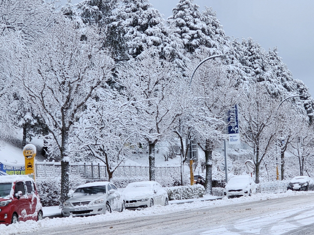 ▲ 22일 동해시 천곡동 도로변 가로수와 차량에 눈이 쌓여 있다.