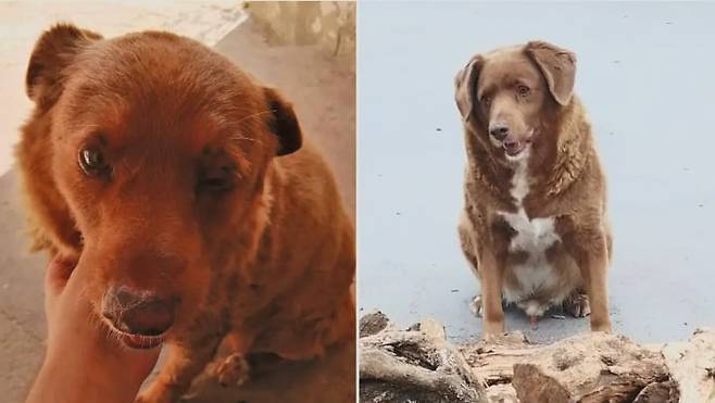 세계 최고령 개로 불린 '보비'/사진 출처=기네스 월드 레코드 홈페이지