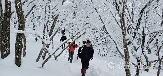 ▲ 폭설 뒤 첫 주말을 맞은 24일 설국의 진경을 즐기려는 등산 탐방객들이 전국 각지에서 대관령~선자령으로 몰려들었다. 선자령 고원 능선의 눈꽃 터널이 신비감을 더하고 있다. 최동열