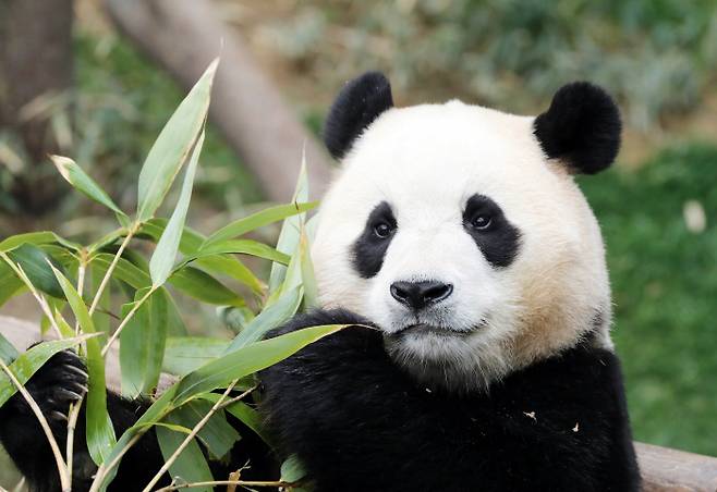 경기 용인시 에버랜드 판다월드에서 ‘푸바오’가 대나무를 씹고 있다. 사진 서성일 선임기자