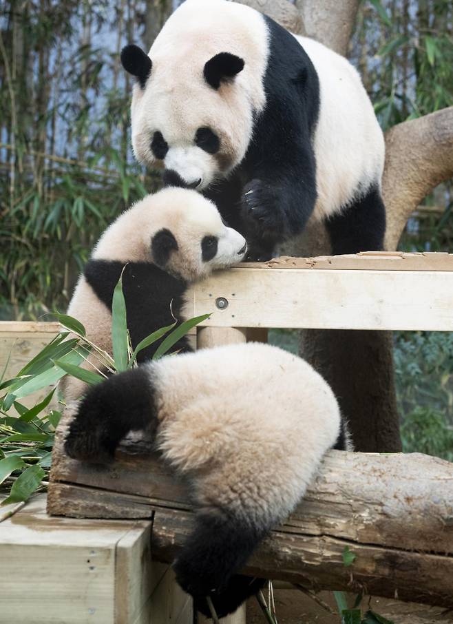 엄마 아이바오가 쌍둥이 아기판다들을 돌보고 있다. 에버랜드 제공