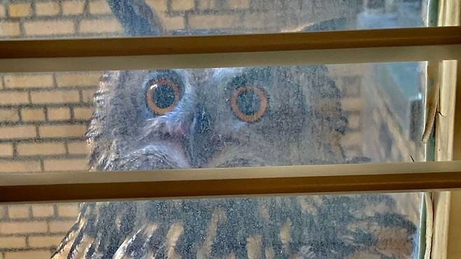 미국의 작가 낸 킹턴의 집 창문 난간에서 목격된 수리부엉이 플라코. 부엌 쪽 창문에 몇 시간 동안 앉아 있다가 자리를 떴다고 한다. /낸 킹턴 홈페이지