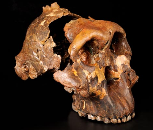 진잔트로푸스 두개골. 작은 파편을 복원한 것. 정수리에 침팬지와 같은 뼈돌기가 있고 넙적한 얼굴 그리고 큰 턱뼈와 큰 어금니로 기괴한 모습을 하고 있다. 루이스는 '사람이 아니면 어찌하나' 걱정할 정도였다고 한다.