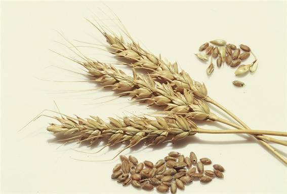 발효된 밀 배아 추출물(Fermented wheat germ extract, FWGE)은 밀의 배아(씨눈)를 효모를 사용해 발효한 뒤 여과지에 걸러낸 액체를 동결건조해 분말로 만든 것을 말한다. [사진=게티이미지뱅크]