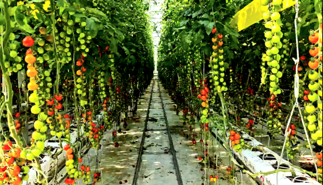 충남 부여의 유리온실단지에서 재배되는 우듬지팜 토마토. 부여=윤형권 기자