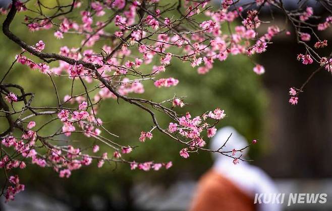 사진가 강호성 씨는 “곱디고운 색깔과 화사한 자태를 뽐내는 홍매화에 매료되어 한동안 시선을 고정해야 했다“면서 ”홍매화의 향기가 아직까지 전해 오는 듯하다“고 소감을 전했다.