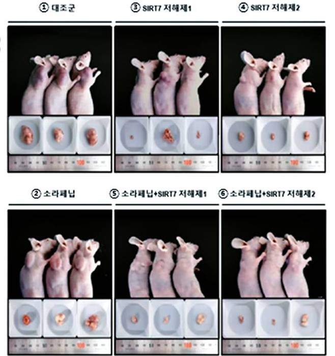 소라페닙 내성 억제제 투약 실험 결과. 한국화학연구