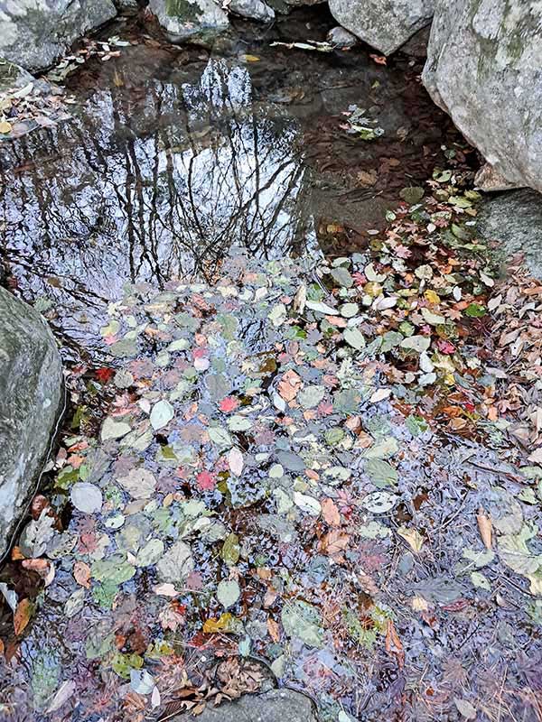 소소한 풍경에도 여행자의 걸음은 멈춘다. 물에 비친 낙엽과 하늘.