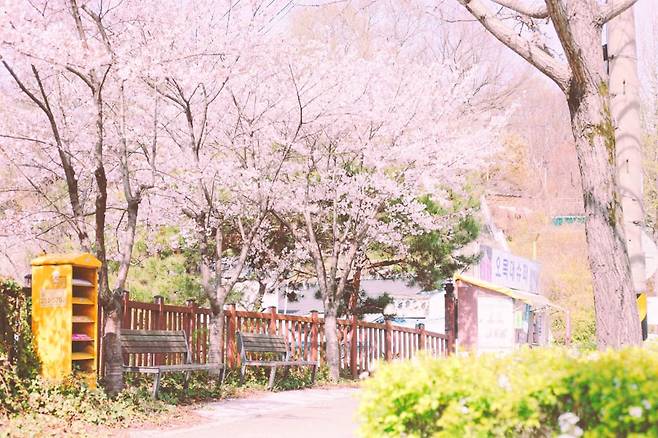 전주 한옥마을 벚꽃