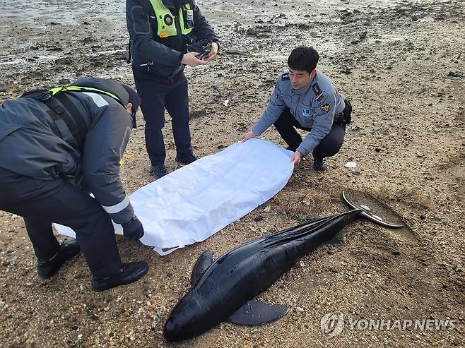 태안서 상괭이 구조…1시간여만에 죽어 (태안=연합뉴스) 경찰은 멸종 위기 보호동물로 지정된 토종 돌고래 상괭이가 충남 태안군의 한 갯벌에서 고립된 채 발견돼 구조에 나섰으나 1시간여만에 죽었다고 26일 밝혔다. 
    사진은 지난 24일 오전 갯벌에서 발견된 상괭이를 구조하는 경찰관들. 2024.2.26[충남경찰청 제공. 재판매 및 DB 금지] coolee@yna.co.kr