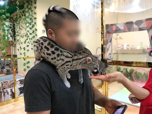 사향고양이과 동물 '제넷'이 야생동물카페에서 전시되고 있다. 사람의 어깨에 올라탄 채 먹이를 받아먹고 있다. 동물복지문제연구소 어웨어 제공