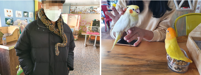 개정 야생생물법에 따르면 전시 금지 대상에서 제외된 동물들도 있다. 사람에게 위해를 가할 가능성이 낮은 동물들로 맹독을 가진 뱀을 제외한 모든 파충류와 조류는 전시가 가능하다. 동물복지문제연구소 어웨어 제공