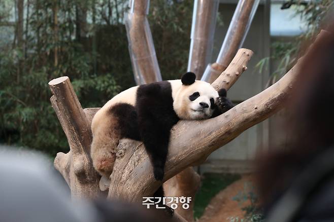 지난 2월 15일 경기 용인시 에버랜드에서 푸바오가 나무에 누워있다.  정효진 기자