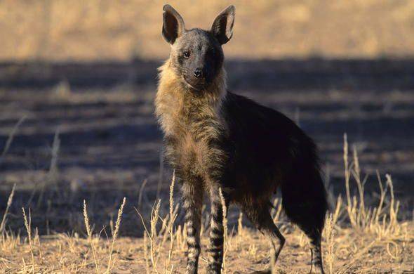 덥수룩한 가슴팍의 털로 유명한 갈색 하이에나./Siyabona Africa