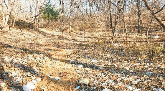 매각 대상인 자연녹지 임야 1290㎡(사진)은 우면동 삼성전자 R&D캠퍼스 맞은편에 있다.