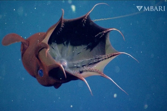 현재의 뱀파이어 오징어(vampire squid) 모습