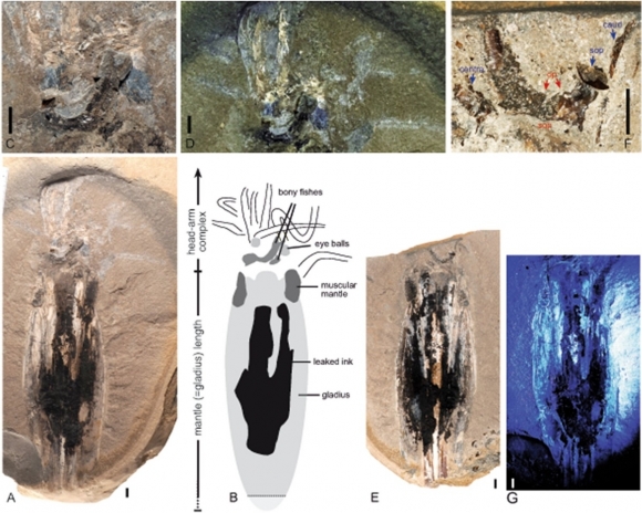 이번에 논문으로 발표된 고대 뱀파이어 오징어의 화석을 분석한 이미지. 사진=Fuchs et al., Swiss Journal of Palaeontology, 2024