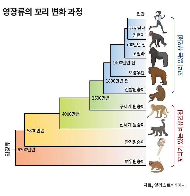 유인원의 가장 큰 특징 중 하나는 대부분 동물에게 있는 꼬리가 없다는 점이다. 최근 연구 결과에 따르면 진화 과정 중 발생한 Alu 유전자에 의한 변이가 그 원인으로 꼽힌다./그래픽=손민균