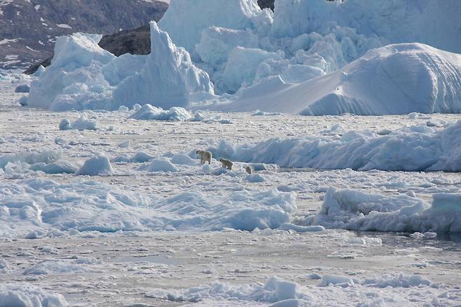 그린란드의 북극곰 가족. NASA OCEANS MELTING GREENLAND(OMG) 갈무리