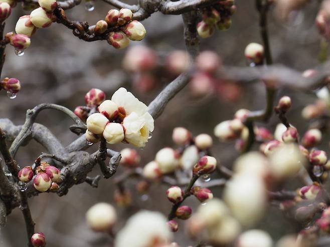 꽃망울을 터뜨리기 시작한 매실나무 ‘토르토우스 드래곤’. 천리포수목원 제공