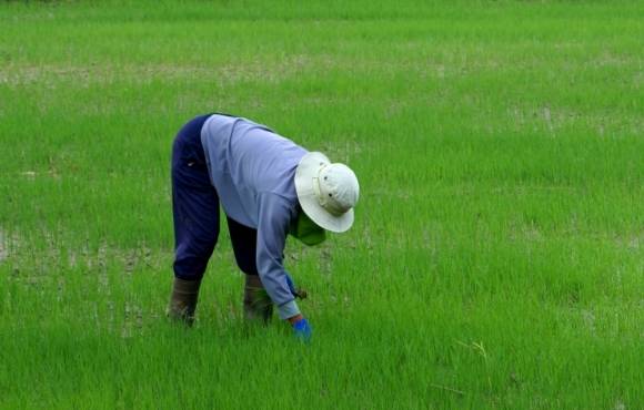 본 기사와 관련없는 농촌 자료사진.  123RF