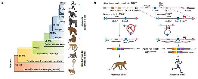 영장류 계통 발생(a)과 인간과 유인원의 꼬리 상실 진화 메커니즘(c)  [Nature/Itai Yanai et al. 제공. 재판매 및 DB 금지]