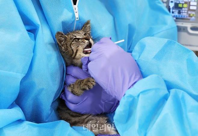 경기도 여주시 경기 반려마루 여주에서 수의사가 고양이 코와 입에서 고병원성 조류인플루엔자(AI) 검사를 위한 검체를 채취하고 있다. ⓒ연합뉴스