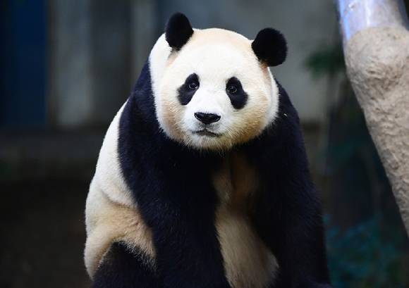 3일 오전 경기 용인시 에버랜드 동물원 판다월드에서 자이언트 판다 푸바오가 실내 방사장에서 시간을 보내고 있다. [사진=정소희 기자]