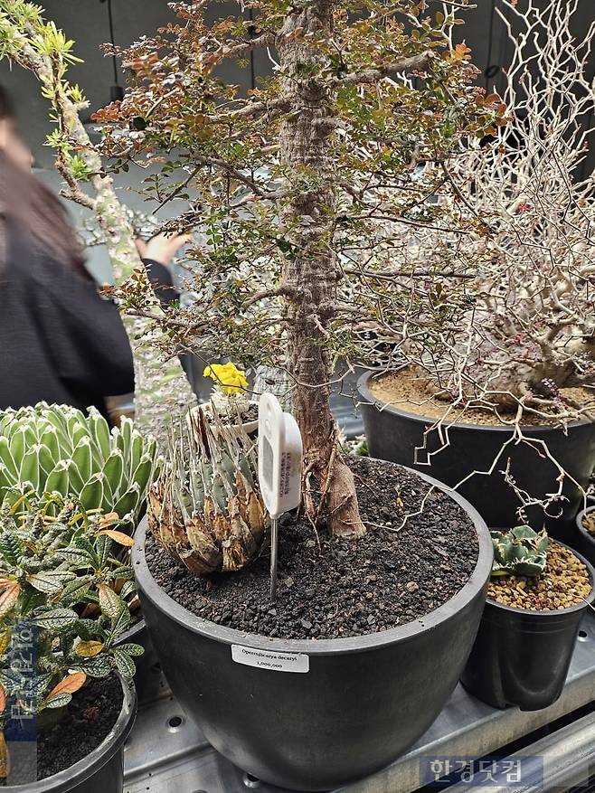 용산구에 위치한 한 분재샵 식물. 가격은 100만원이다. /사진=김영리 기자