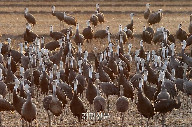 천연기념물 제228호 및 멸종위기 야생생물 2급으로 지정된 흑두루미가 지난 28일 전남 순천만습지 일대에서 먹이활동을 하고 있다. 조태형 기자