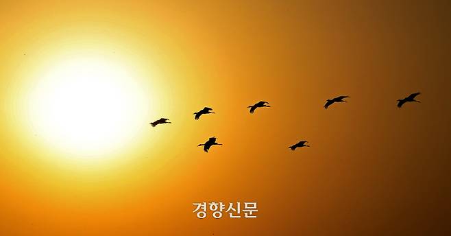 천연기념물 제228호 및 멸종위기 야생생물 2급으로 지정된 흑두루미가 지난 28일 전남 순천만습지 일대에서 노을을 배경으로 날갯짓을 하고 있다.