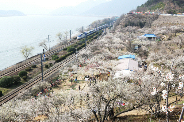 양산 원동면에 활짝 핀 매화 장면.양산시 제공