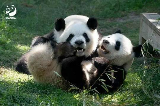스페인에서 태어난 쌍둥이 판다 주주·유유. 중국 천관신문 홈페이지 캡처