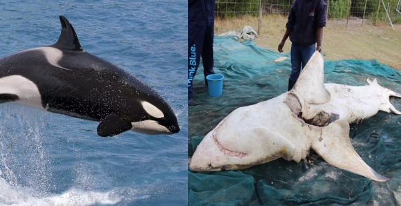 범고래와 간만 쏙 빼먹힌 백상아리 사체.  자료사진