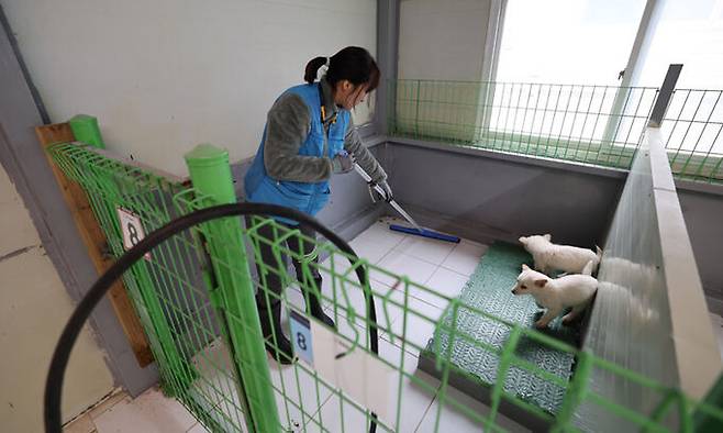 지예슬 팀장이 견사 청소를 하고 있다.